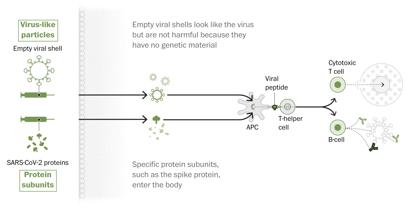 Viral-vectored vaccine