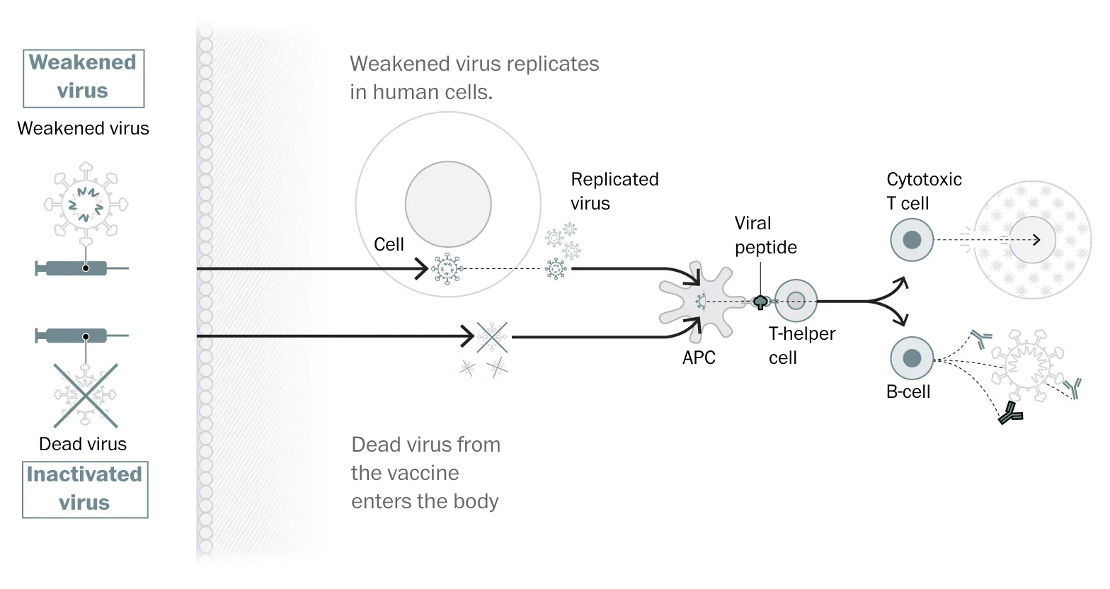 Viral-vectored vaccine