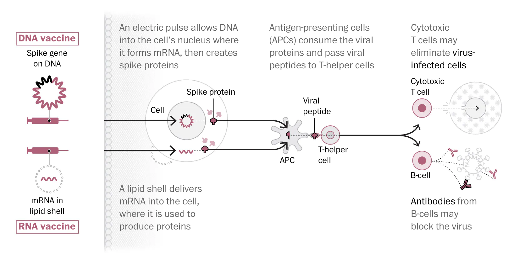 Acid nucleic vaccine