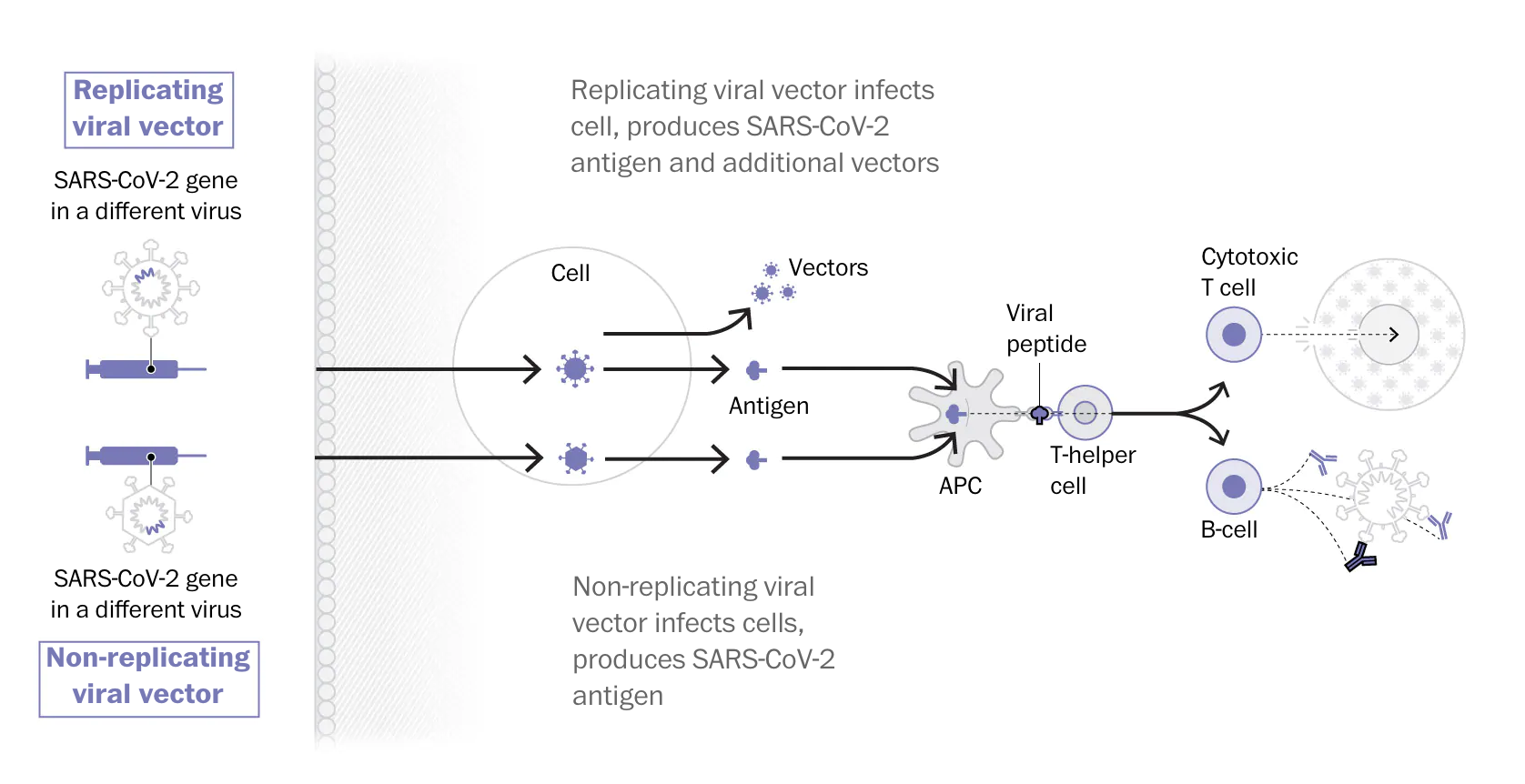 Viral-vectored vaccine